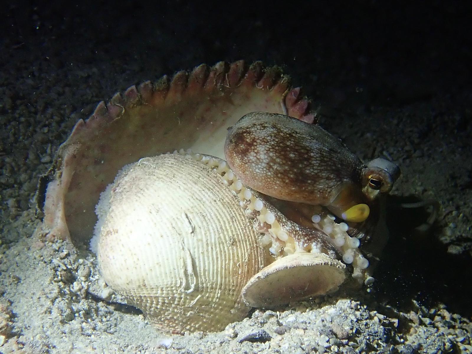 coconut-octopus.jpg