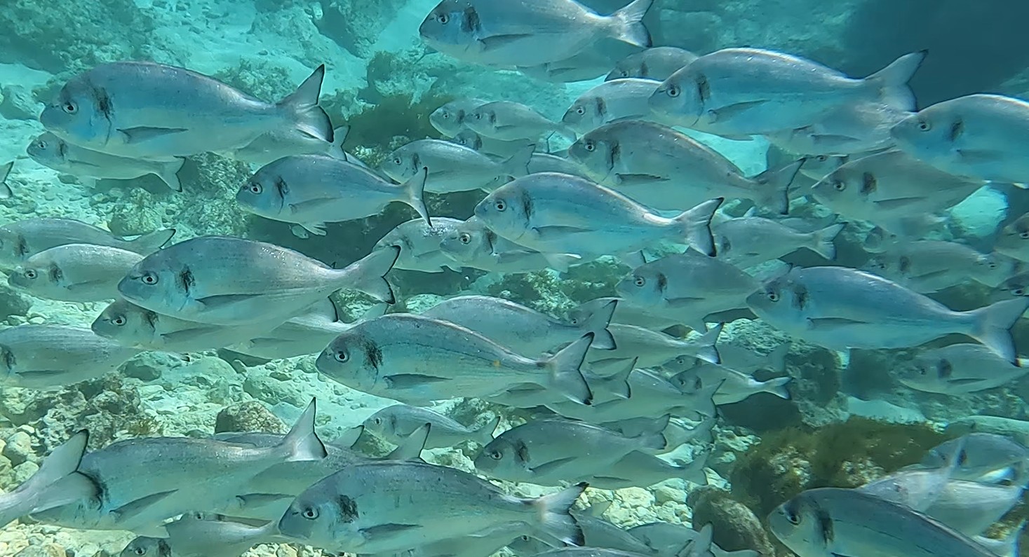 fish-shoal.jpg