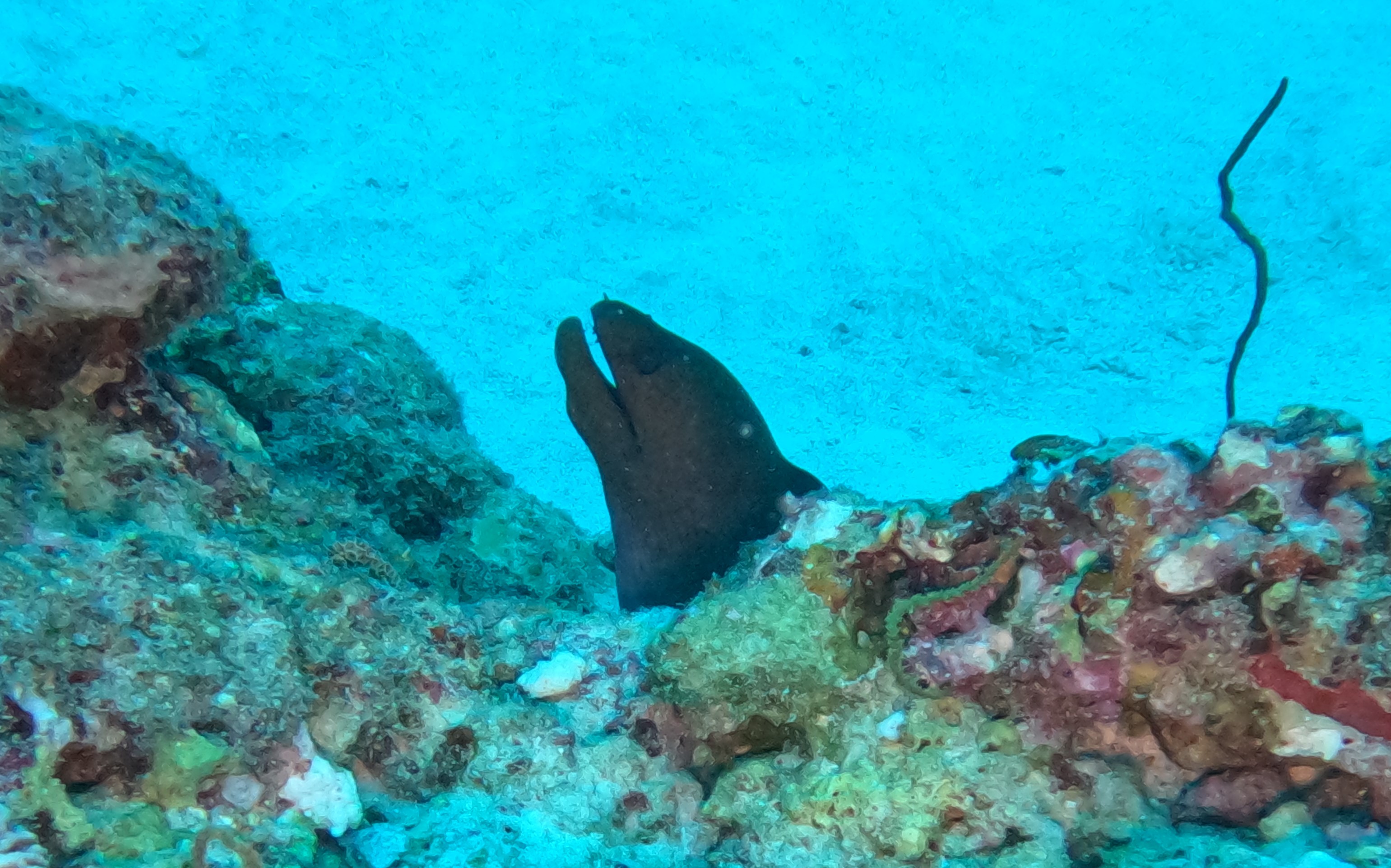 gopr1219---moray.JPG