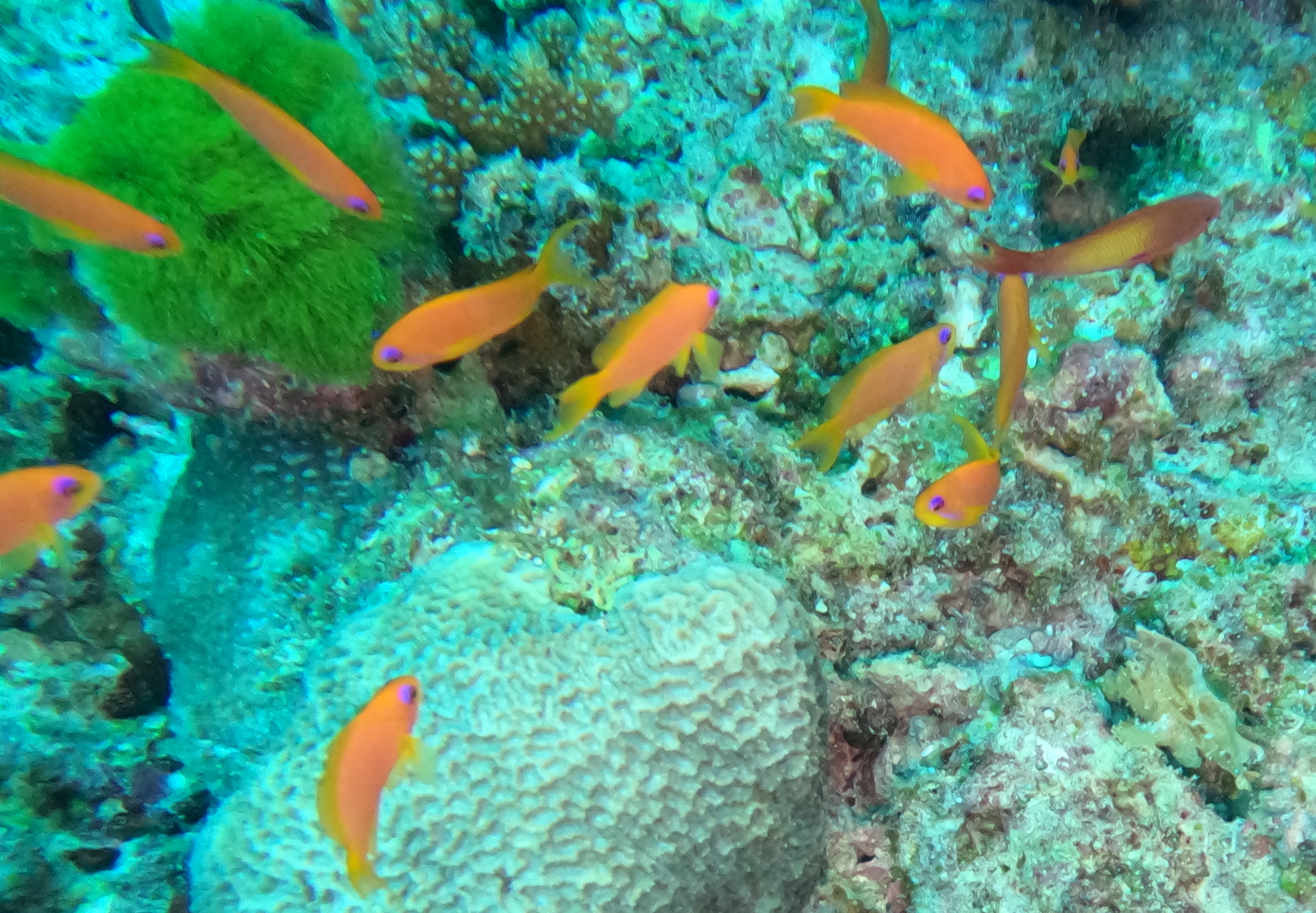 gopr1242---gold-fish-galore.JPG