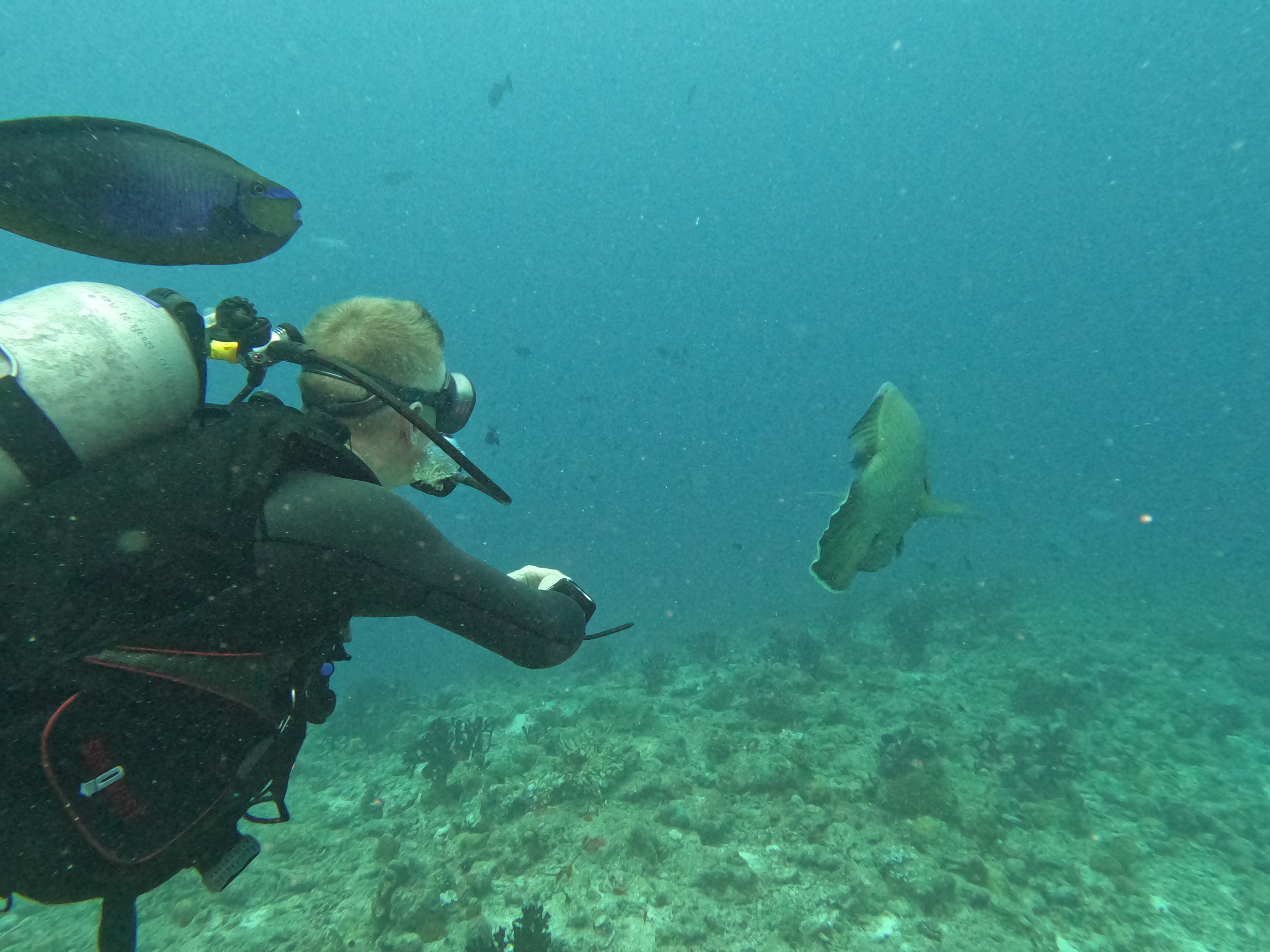 gopr1282---richard-and-wrasse.JPG