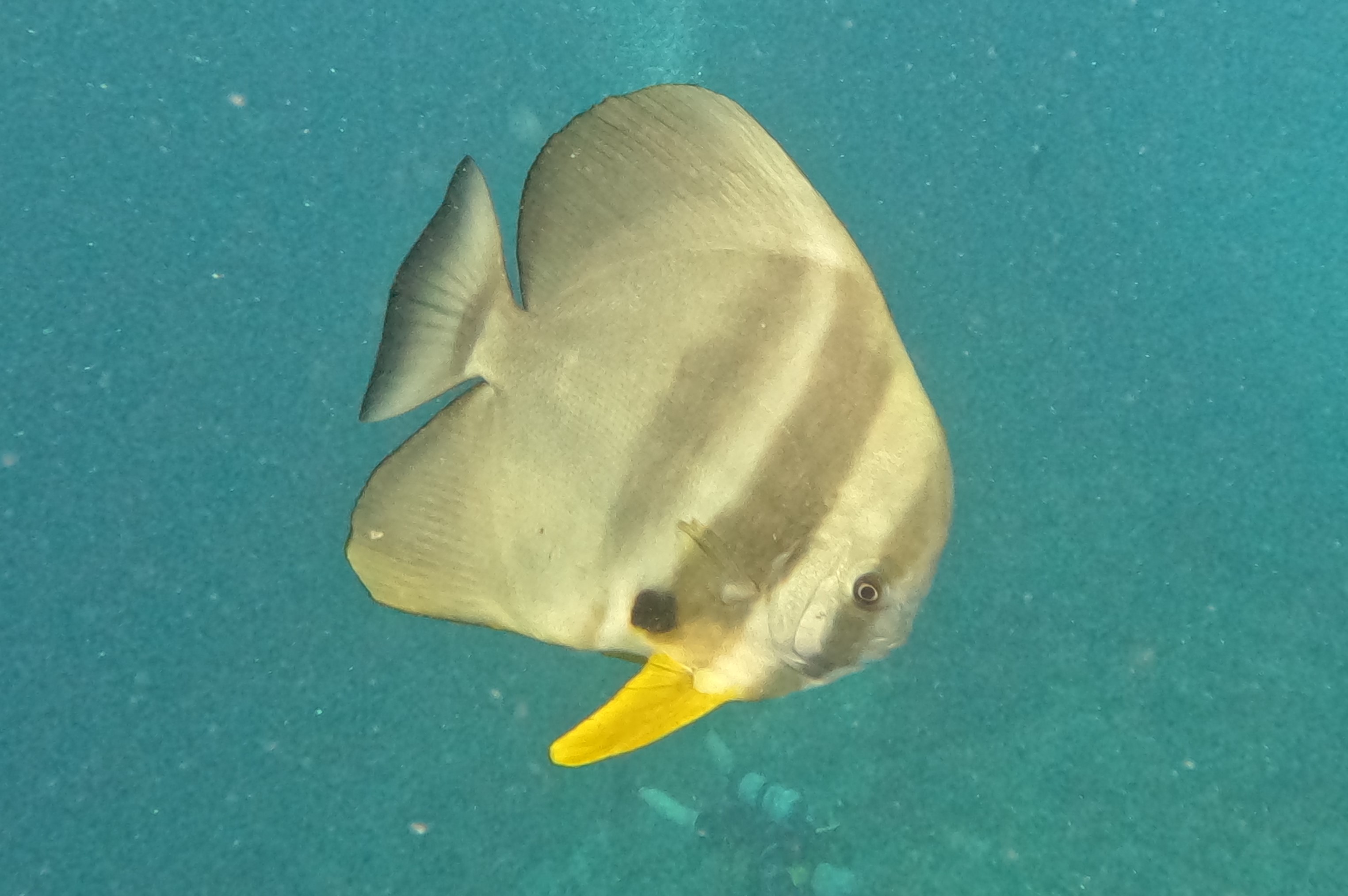 gopr1304---large-batfish.JPG