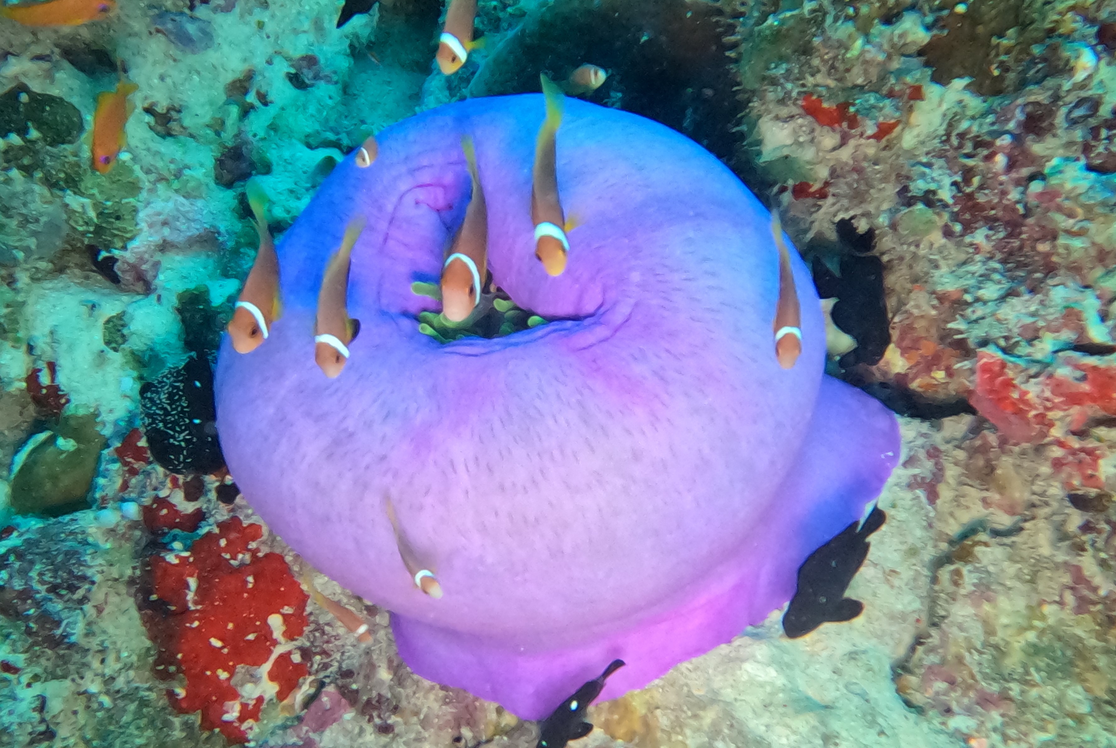 gopr1499-lgr-purple-anenome-and-clown-fish.JPG