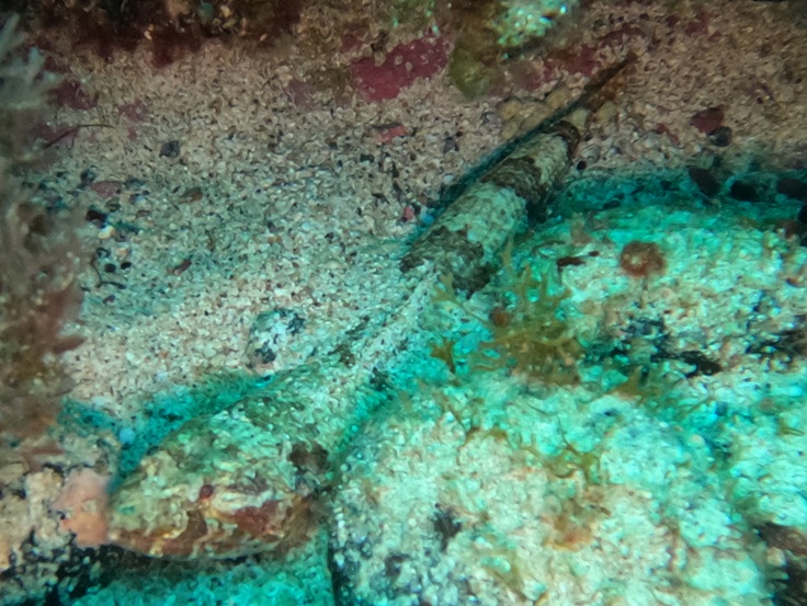 lizardfish.jpg