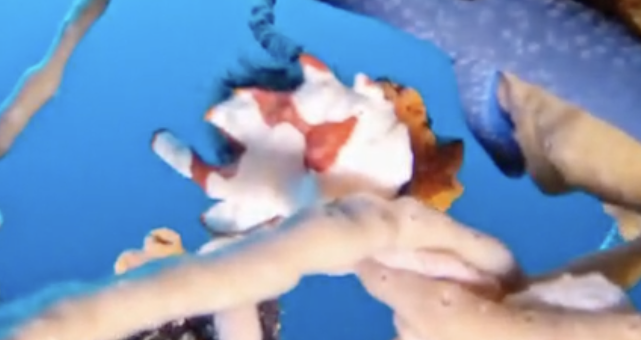 frog-fish.png