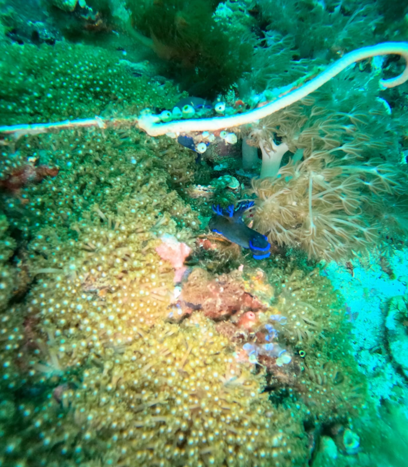 nudi.jpeg