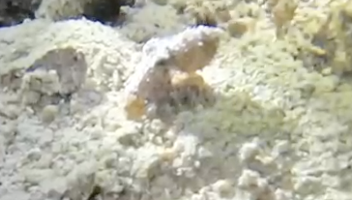 octopus.png