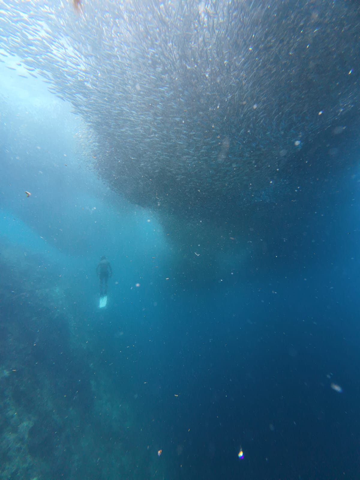 sardines.jpeg
