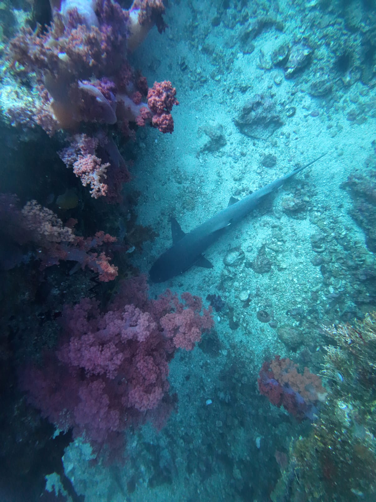 shark.jpeg