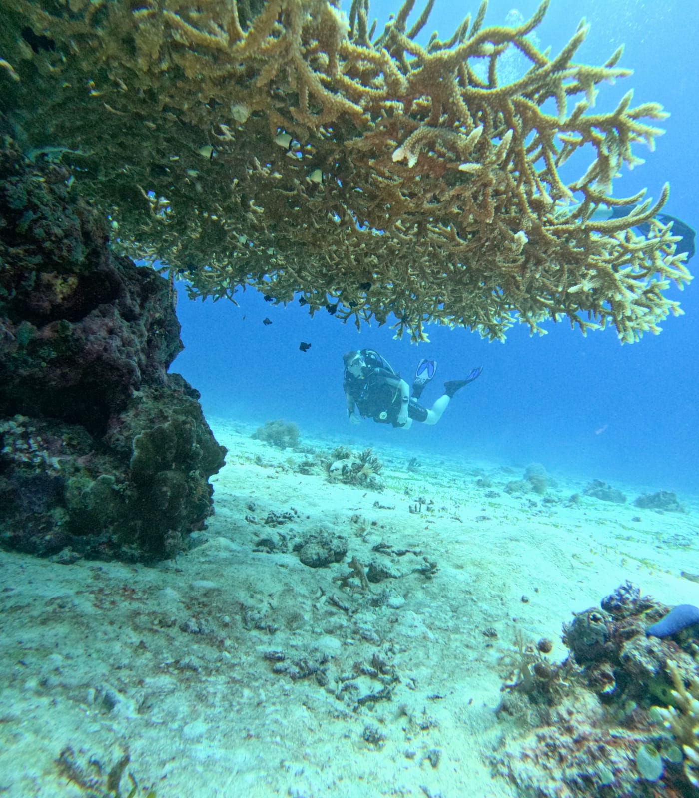 underwater-coral.jpeg