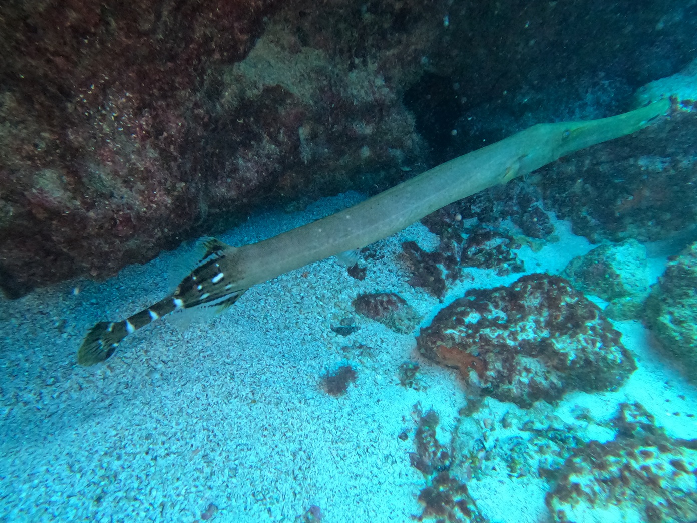pipefish.jpg