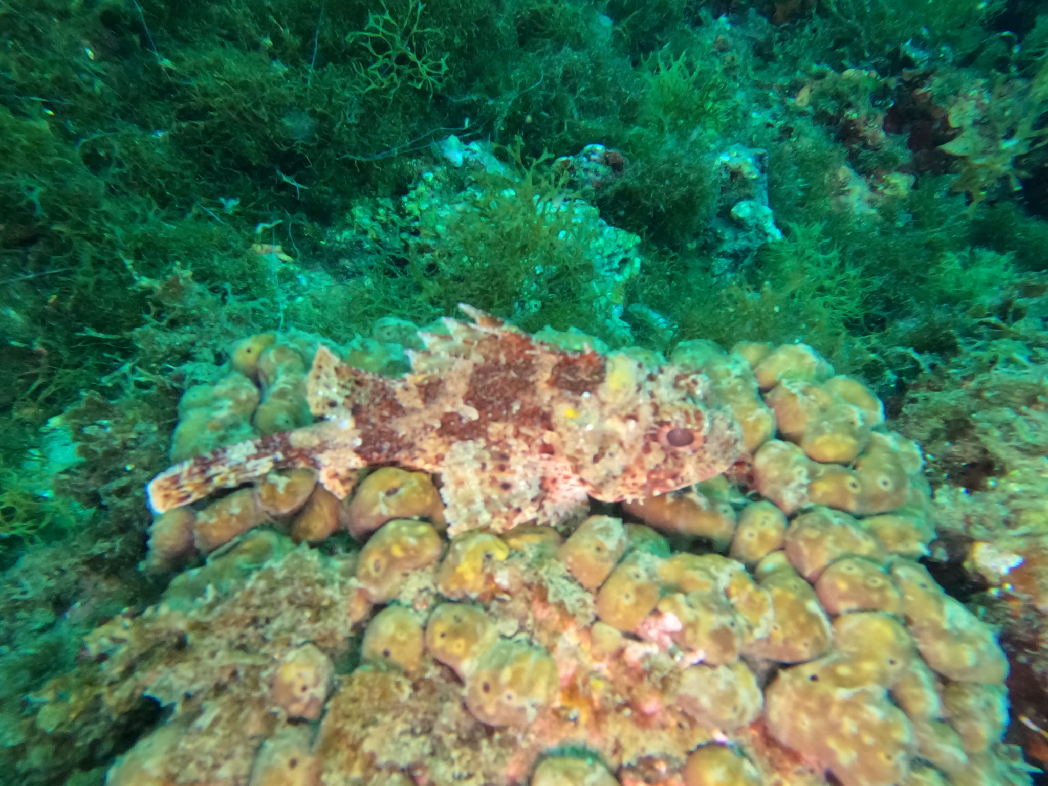 scorpion-fish-1720256667.jpg