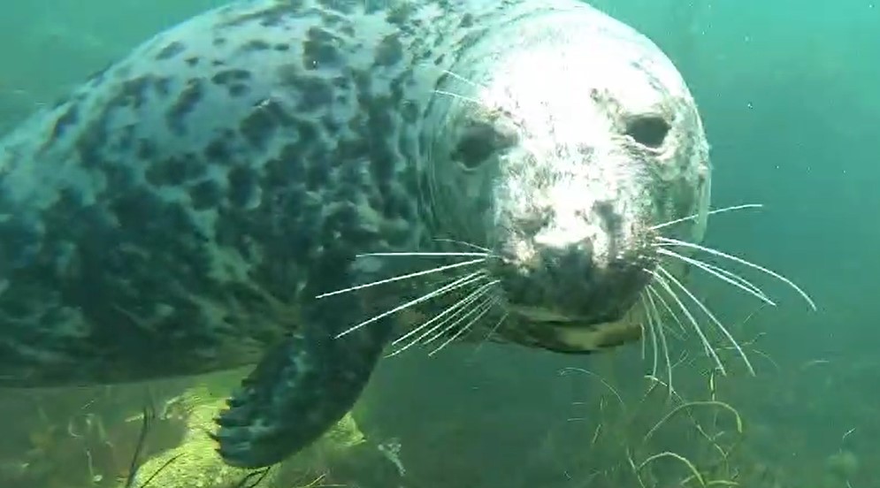 seal-close-up-1721401871.jpg