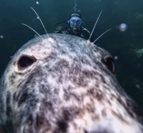 seal-in-foreground,-diver-behind.jpg