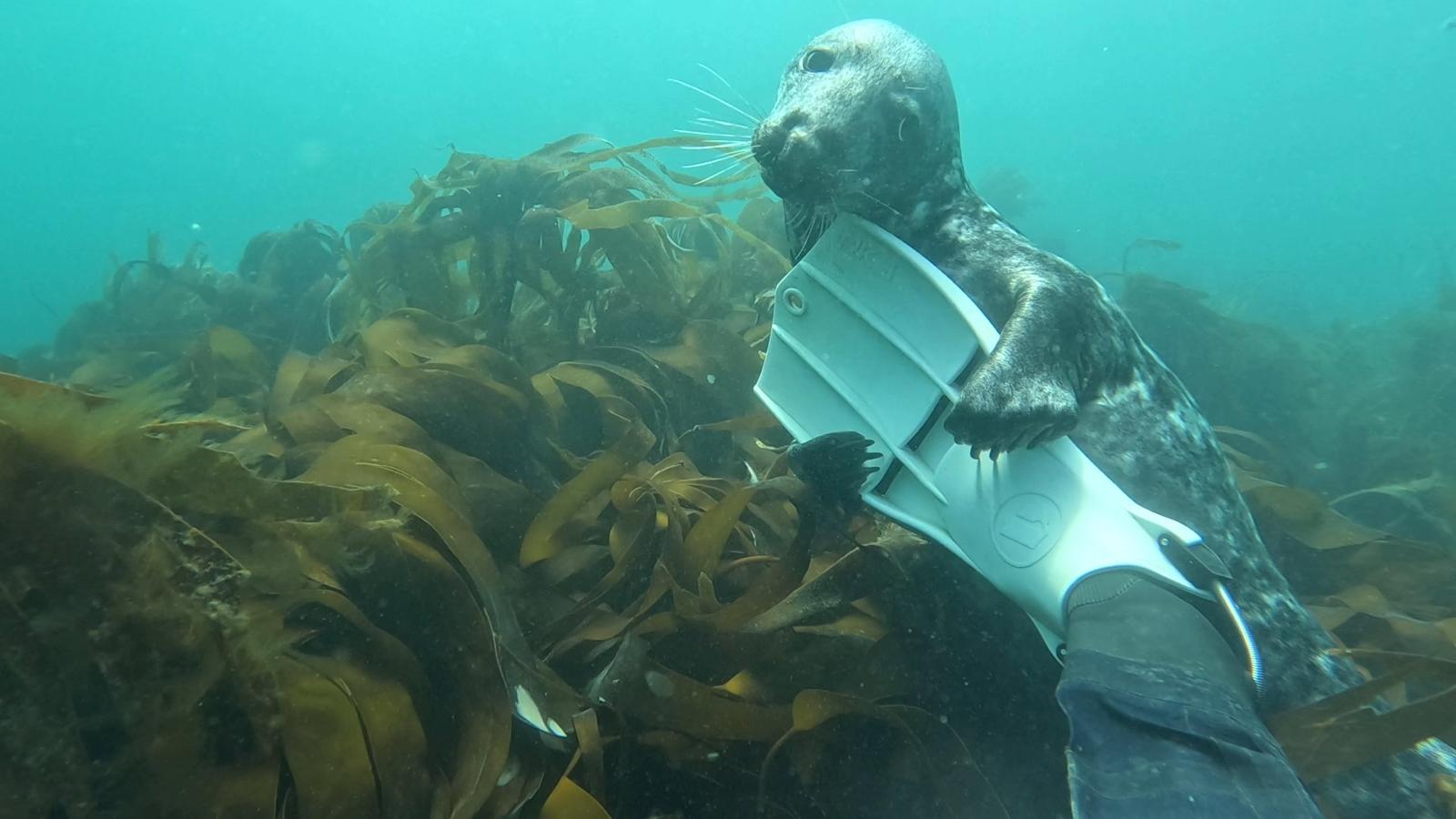 seal-playing-with-fin.jpg