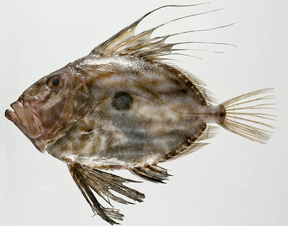 John Dory