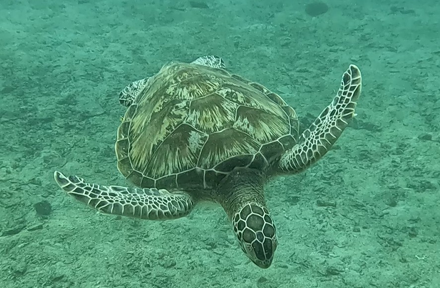 turtle.jpg